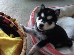 Pin On Malamute Collie Gsd Puppy Search
