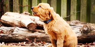 How To Make Your Dog Stop Crying When Left Alone