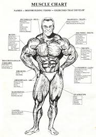Bodybuilding Supplements Body Muscle Chart Bodybuilding