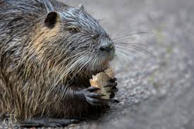 Zu Besuch Bei Einer Freilebenden Nutriafamilie In Rheinland Pfalz Wildlife Fotografie Nutria Pfalz Animalphotog Wildlife Fotografie Fotografie Tierfotografie