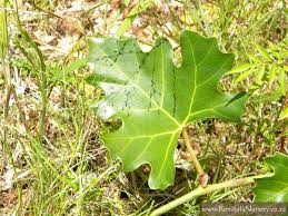 Image result for Rhoicissus tomentosa