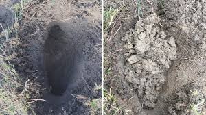 Mit wurzeln durchsetzt, decke oft lose und brüchig. Wuhlmaus Oder Maulwurf Sicher Unterscheiden Merkmale Tipps