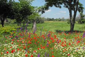 The main aim of the low maintenance gardener is to just kick back and relax in the garden. 5 Compelling Reasons To Turn Your Lawn Into A Meadow Insteading