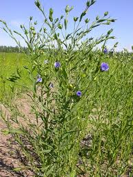 Image result for Linum usitatissimum
