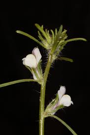 Image result for Misopates