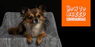 Each day, many new puppies are born, and people like you come here to find their new puppy. How To Breed Chihuahuas Free Guide To Breeding Chihuahuas