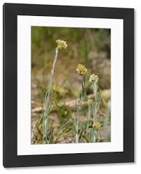 Image result for Pseudognaphalium luteo-album