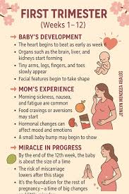 Image result for First Trimester Education