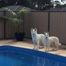 Puppyarea hopes you can find your favorite puppy and each puppy could find a warm home. White Swiss Shepherd Dog Association Of Nsw Affiliated With Dogs Nsw Home Facebook