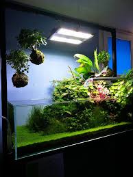 Shallow Fish Tank Betta Fish Tank Aquascape
