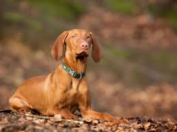 Fin Elegant Affectueux Le Braque Hongrois N Est Pas Juste Un Chien De Chasse Braque Hongrois Chien Chien De Chasse