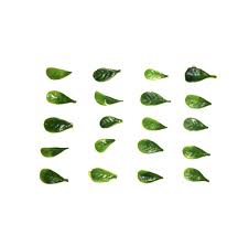Aesthetic Nature Green Leaves White Simple Minimalist Plant Plant Leaves Father Of The Bride Green