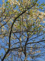 Image result for Dombeya rotundifolia