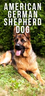 German shepherds are the second most popular dog breed in the u.s., according to the american kennel club (akc). American German Shepherd Dog Is This Dog Right For You