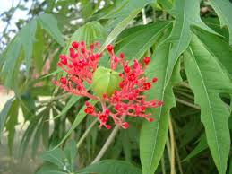 Image result for Jatropha multifida