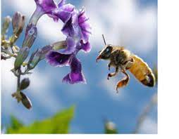 What are the best flowering plants for attracting bees? Organic Pest Control The Best Plants To Attract Beneficial Insects Mother Earth News
