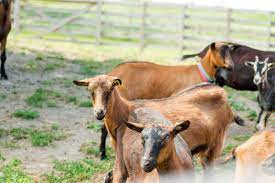 Government Subsidy for Goat Farming in Punjab: Eligibility, Documents, and  Application Process