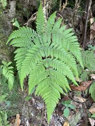 Image result for Lastreopsis