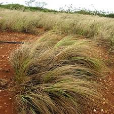 Image result for Eragrostis curvula