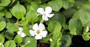 Image result for Bacopa monnieri