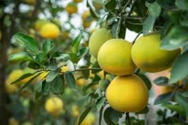 Citronnier Plantation Taille Et Conseils D Entretien
