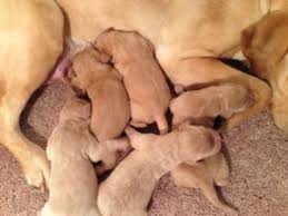 Call or text 608 450 0752. Professional Labradoodle Breeder With Puppies For Sale At Lower Prices Than Most Breeders