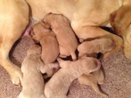 See more of durite vizsla puppies on facebook. Professional Labradoodle Breeder With Puppies For Sale At Lower Prices Than Most Breeders