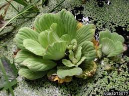 Image result for Pistia
