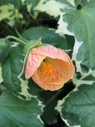 Image result for Abutilon sp.no.1