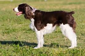 English Springer Spaniel