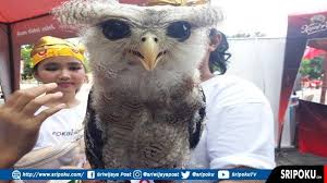 10 hantu paling seram di indonesia. Ternyata Burung Hantu Tak Seseram Namanya Berikut Ini Penjelasan Komunitas Pirates Owl Palembang Sriwijaya Post