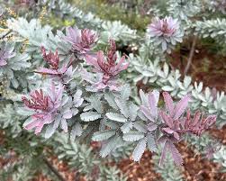 Image result for Acacia montigena