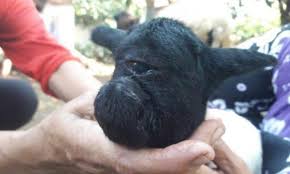 Such fetuses are often lost early in the pregnancy. One Eyed Lamb With Cyclopia Believed To Be A Demon Disguising Itself As A Goat Born In Indonesia Daily Mail Online
