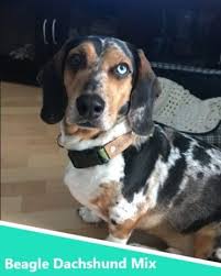 Find long haired dachshund now. Meet The Dachshund Beagle Mix A Brave And Loyal Dog Animalso