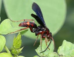 Check spelling or type a new query. Spider Wasps Missouri Department Of Conservation