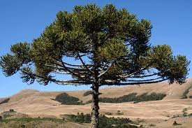 Image result for Arauk rie Araucaria