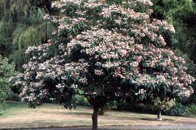 Image result for Clerodendrum