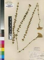 Image result for Sebaea sedoides