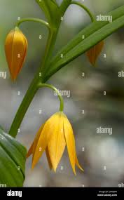 Image result for Littonia modesta