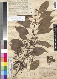 Image result for Baissea