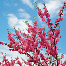These trees will take at least three years to grow before they produce any fruit. Flowering Peach Pink
