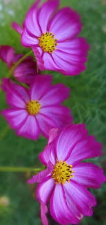 Phoenix Legend Cosmos Flowers Beautiful Flowers Amazing Flowers