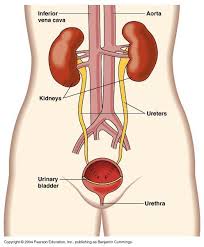Image Result For Excretory System Humanbodysystem Human Body System Diagram In 2020 Excretory System Urinary Tract Basic Anatomy And Physiology