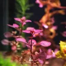 Image result for Floscopa africana