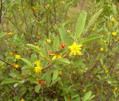 Image result for Grewia afra