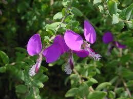 Image result for Polygala gazensis