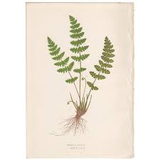 Image result for Woodsiaceae