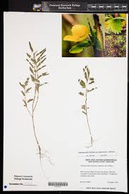 Image result for Chamaecrista biensis