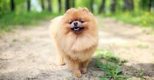 View our complete dog breed profiles to get a better understanding of expected temperament, character, care and exercise requirements. 20 Best Small Dog Breeds Updated February 2021 Pumpkin