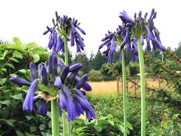Image result for Agapanthus inapertus